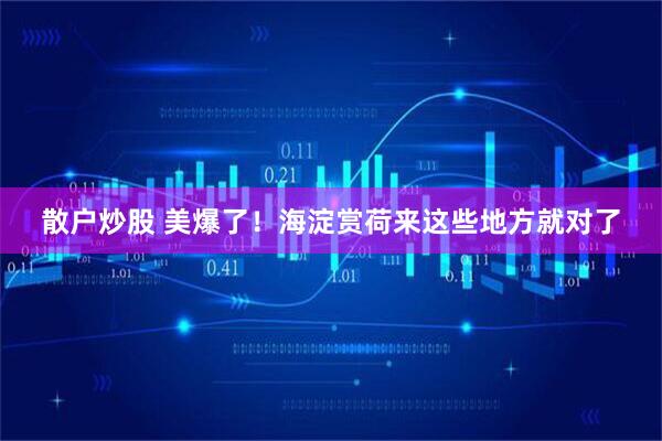 散户炒股 美爆了！海淀赏荷来这些地方就对了